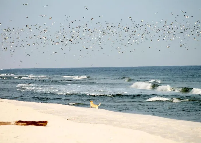 Apartment White Pearl 1.02